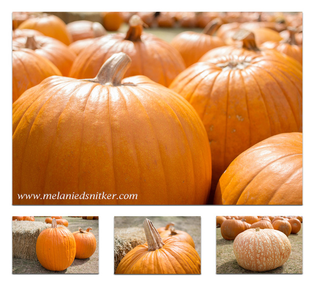 Fall Pumpkin Beauty by Melanie D. Snitker