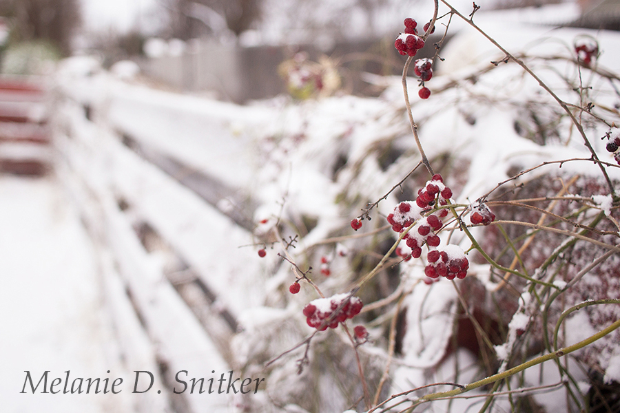 Frozen Beauty in the Backyard by Melanie D. Snitker