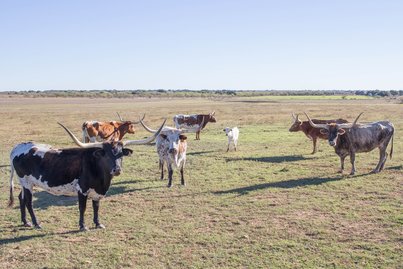 Longhorns at the Whining Bull Ranch by Melanie D. Snitker