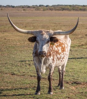 A Longhorn By Any Other Name